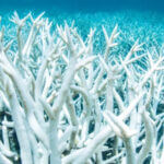 Illustration of Coral Bleaching. (Source: theguardian.com)